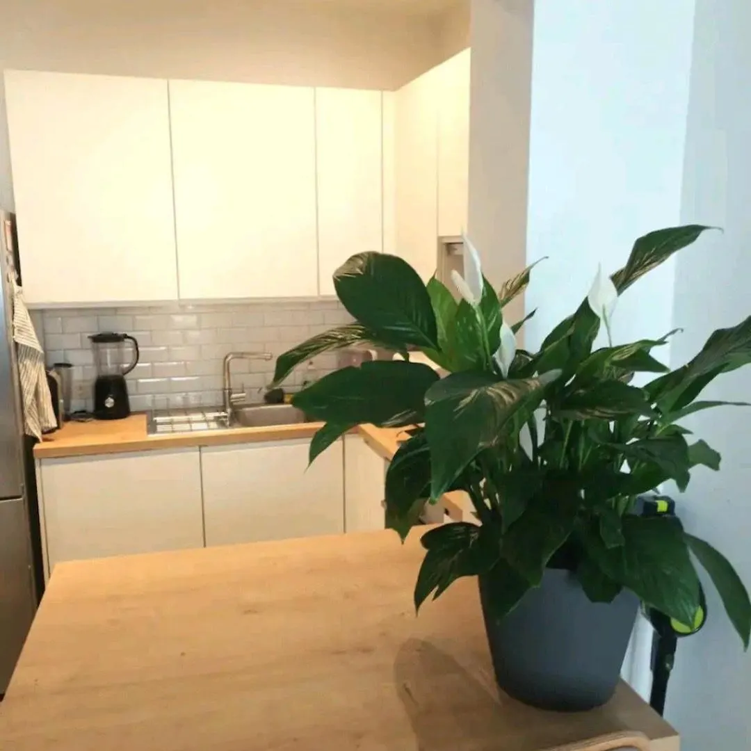 Beautiful 2 Bedroom Apartment In Place Flagey Bxl Bruxelles 0*,